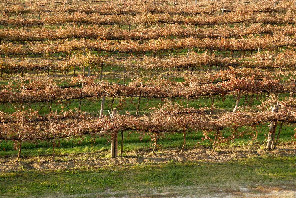 Vigneti Antiche Fattorie Vandelli
