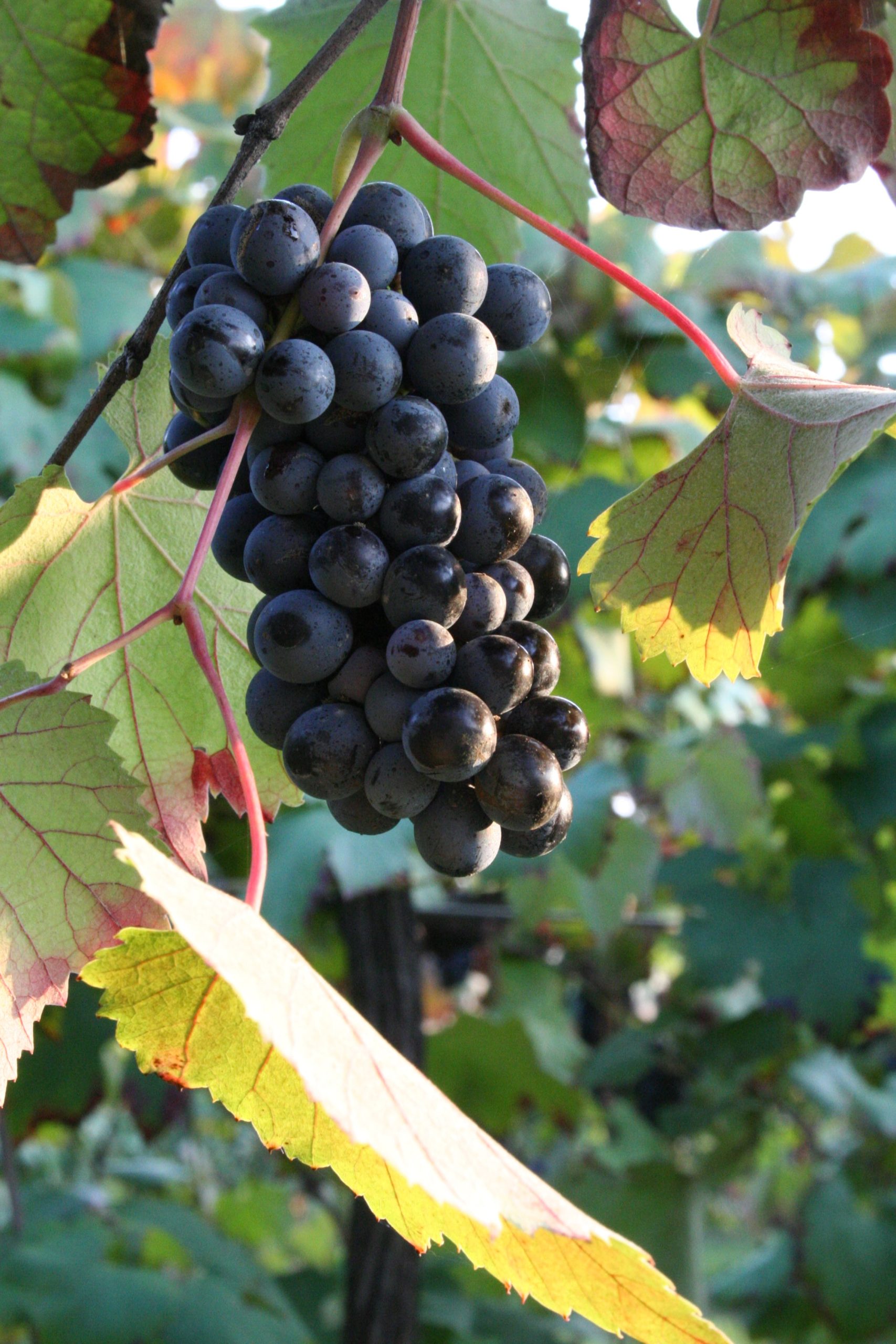 uva dei vigneti vandelli
